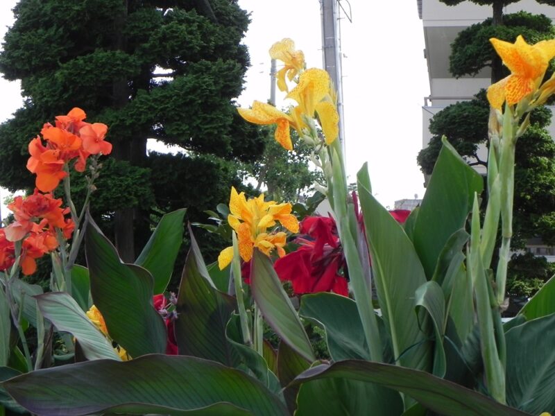 5/3（日）都市緑化ホール　市民園芸講座　～ナナキタ player1 project～　「大きな花・カンナを植えよう」