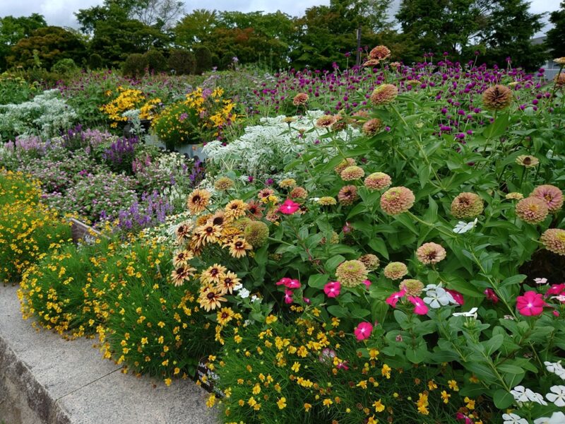 4/22（水）都市緑化ホール　市民園芸講座「種まき体験・夏の花育ててみませんか？」