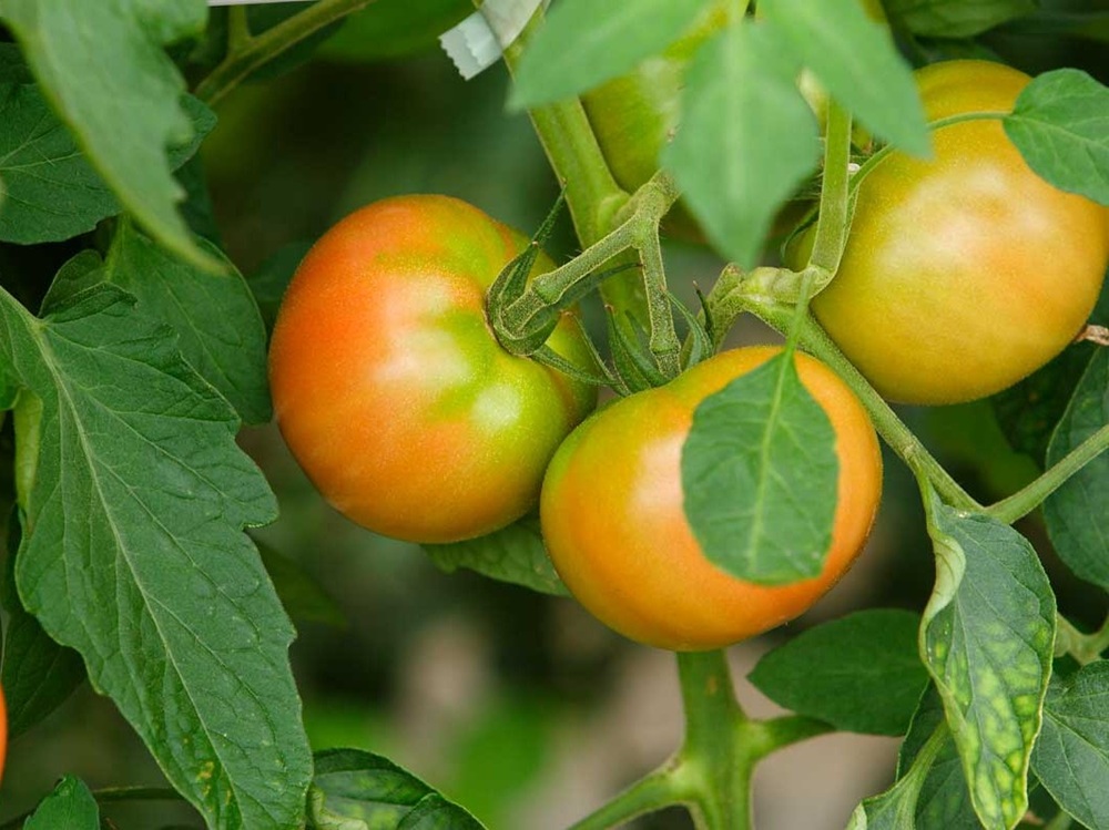 4/29（水・祝）都市緑化ホール　市民園芸講座「トマトの育て方（鉢植え）」