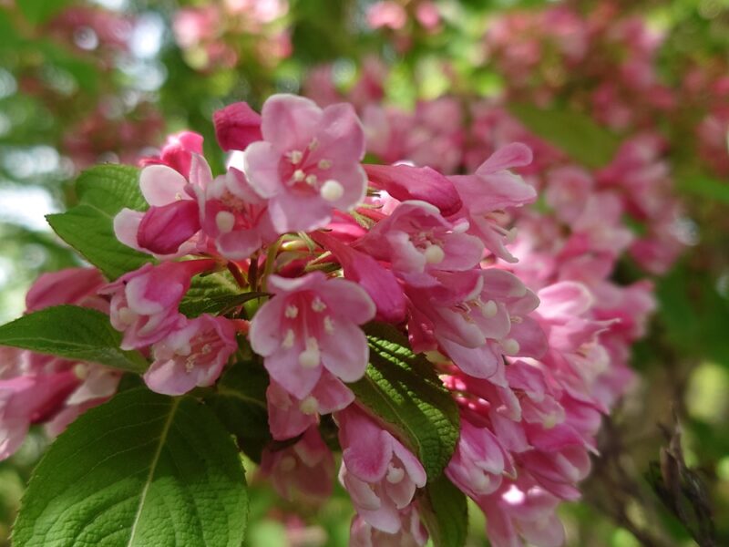 5/2(土)都市緑化ホール 市民園芸講座「初夏のガイドウォーク」