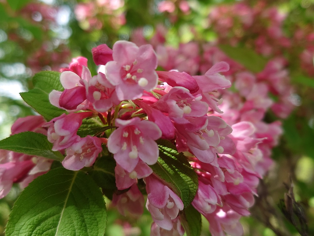 5/2（土）都市緑化ホール　市民園芸講座「初夏のガイドウォーク」