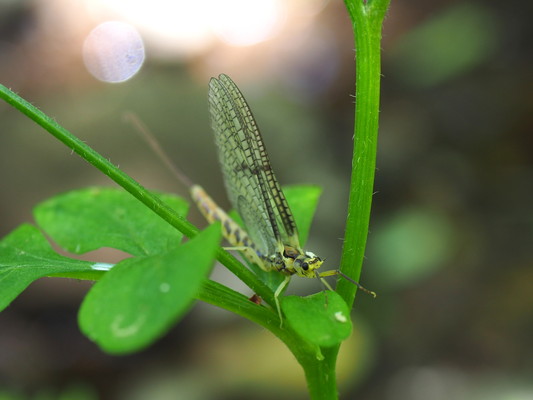 5/17（日）太白山自然観察の森　「はじめての親子生き物観察」