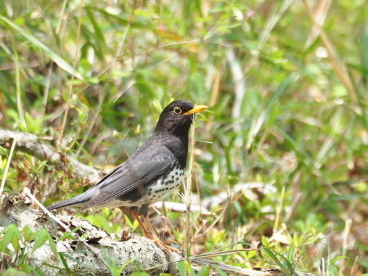 5/9（土）太白山自然観察の森　「おはよう野鳥かんさつ」