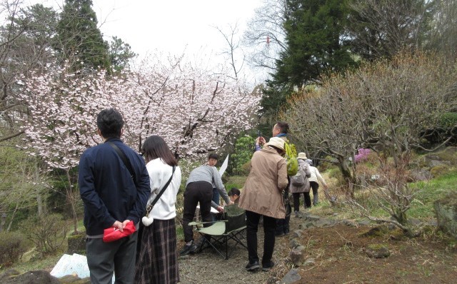 毎週土曜日　野草園　園内ガイド