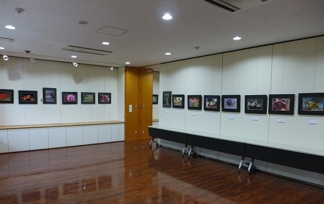 4/10（金）～22（水）　写真展「花もよう」