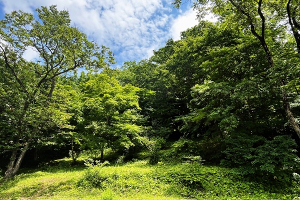 7/11(土)　「山滴る」新緑ガイドウォーク　青葉の森緑地