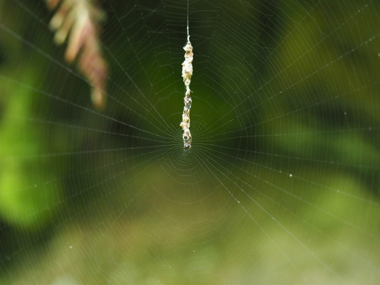 6/7（日）太白山自然観察の森　自然感さつ専科「クモウォッチング」
