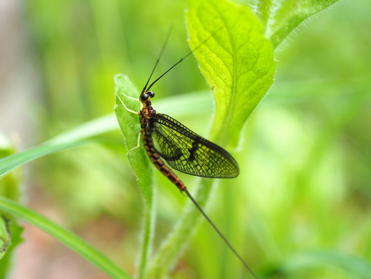 6/14（日）太白山自然観察の森　「虫が苦手な人のための観察会」