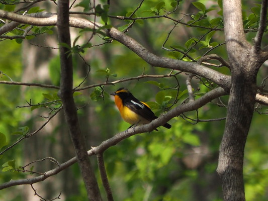 6/13（土）太白山自然観察の森　「おはよう野鳥かんさつ」