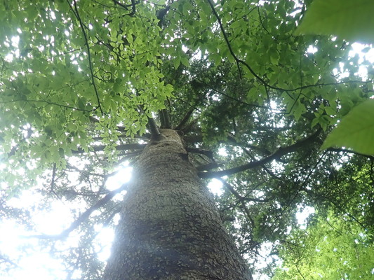 5/30（土）太白山自然観察の森　「初夏の鈎取山ネイチャーウォーキング」