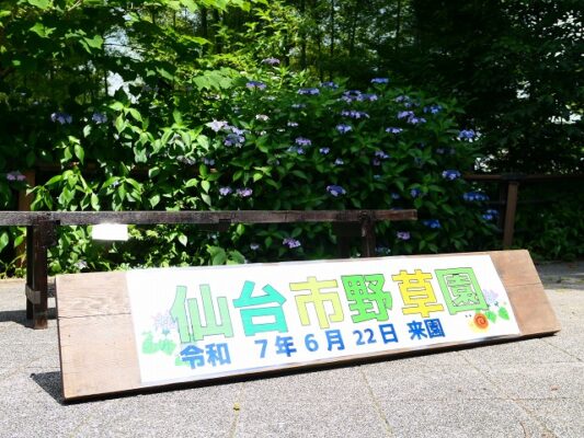 6月20日(土)～21日(日)　あじさい観察会