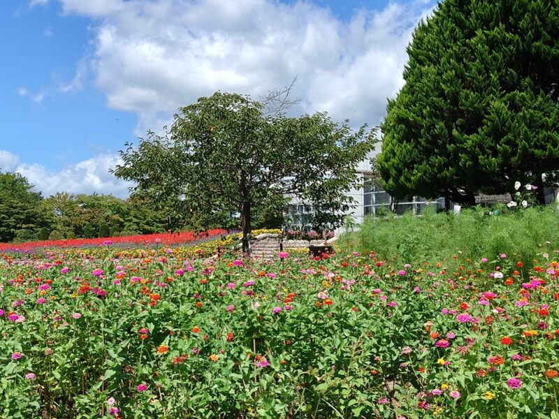 9/19（土）～28日（月）七北田公園　「夏アイスガーデンのお花の摘みとり」