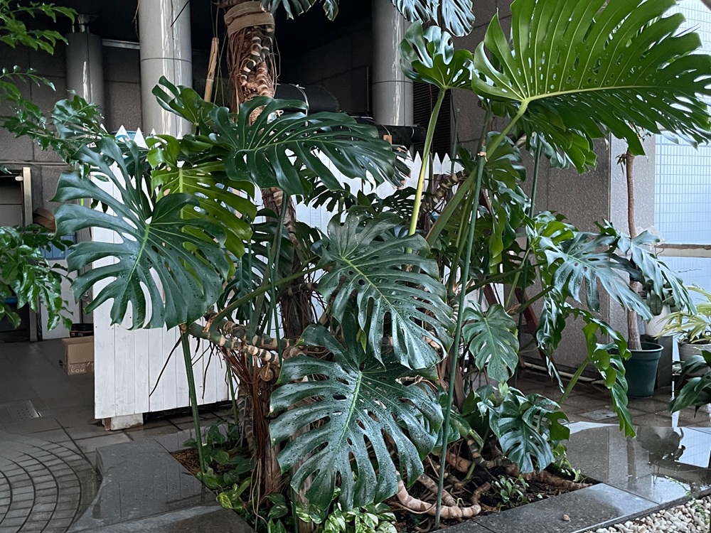 8/29（土）都市緑化ホール　市民園芸講座「サンルーム観葉植物探検」