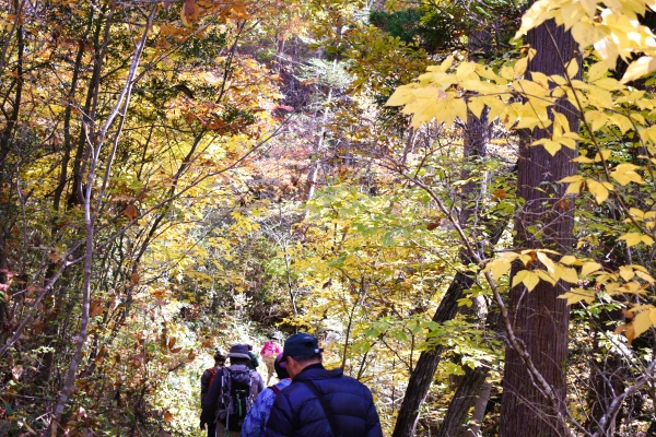 11/14(土)　「山粧う」紅葉ウォッチング