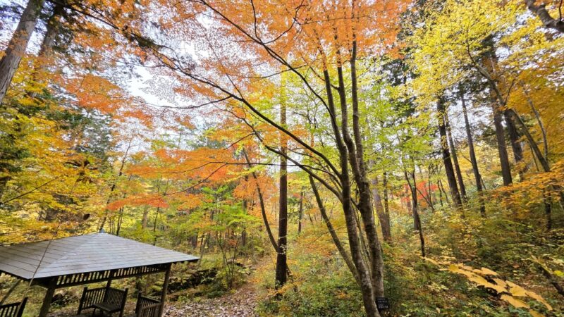 11/22（日）・23（月・祝）紅葉のガイドウォーク