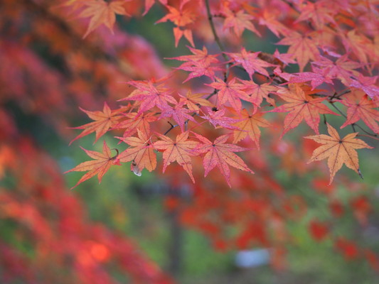 11/14（土）太白山自然観察の森　紅葉観察会