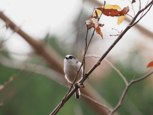 12/13（日）太白山自然観察の森　「おはよう野鳥かんさつ」